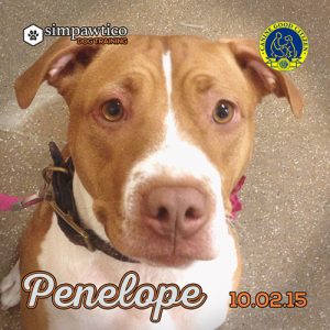 cgc_penelope