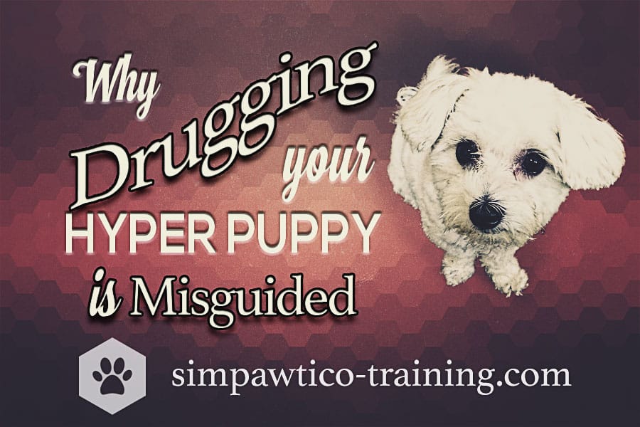 Turning the Tables: Why Your Hyperactive Puppy Doesn’t Need Meds