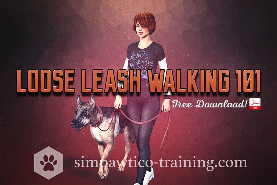 Loose Leash Walking a Dog 101