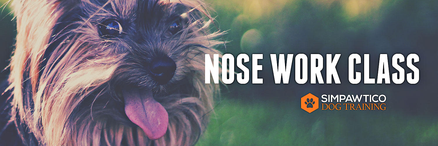 banner image for Nose Work classes