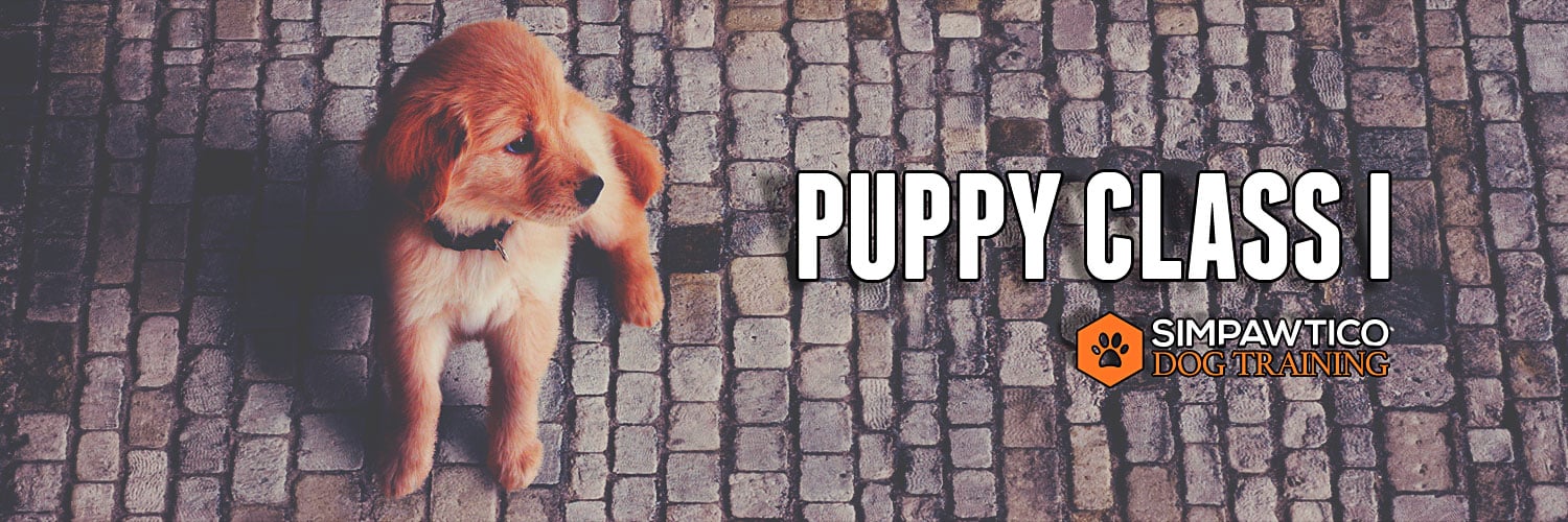 banner image for Puppy Class 1