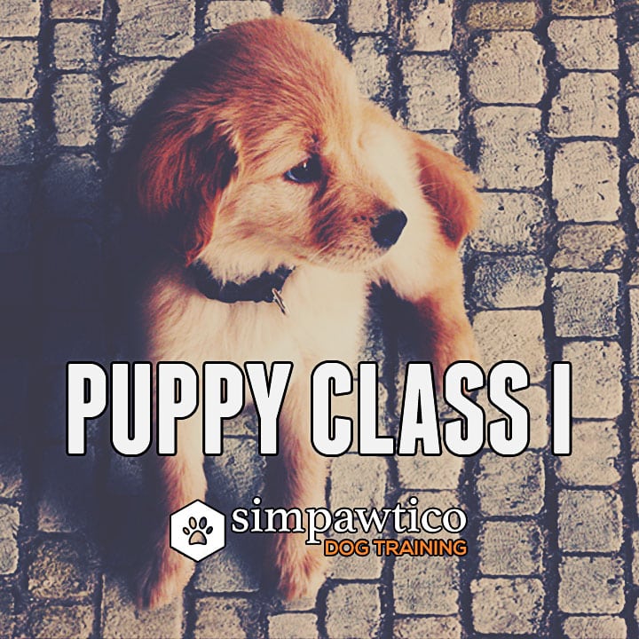 5 week puppy without simpawtico puppy 1 class simpawtico 5 week puppy without simpawtico puppy 1 class simpawtico