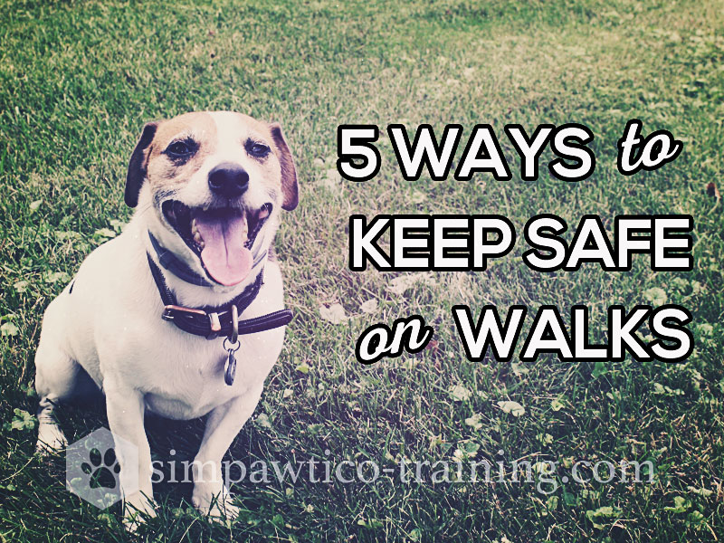 Walking a Dog – 5 Ways to Keep Safe with Situational Awareness