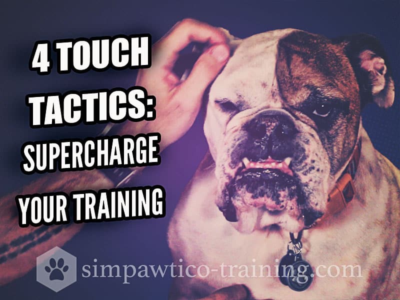 How to Pet Your Dog – 4 Touch Tactics to Supercharge Training