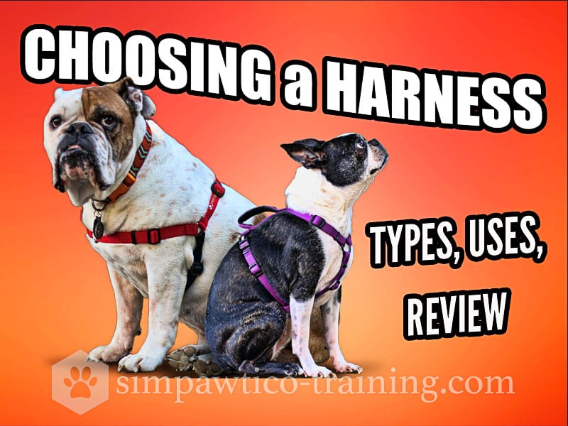 can a dog use a harness for canine good citizen