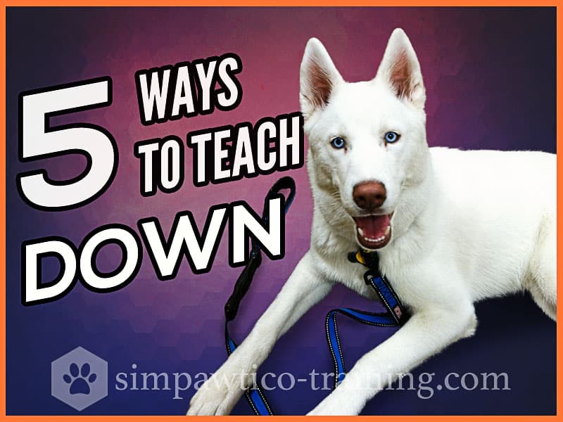 Simpawtico Dog Training Teach a Dog to Lie Down 5 Alternate