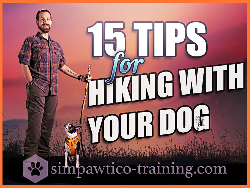 Hiking With Your Dog – 15 Killer Tips