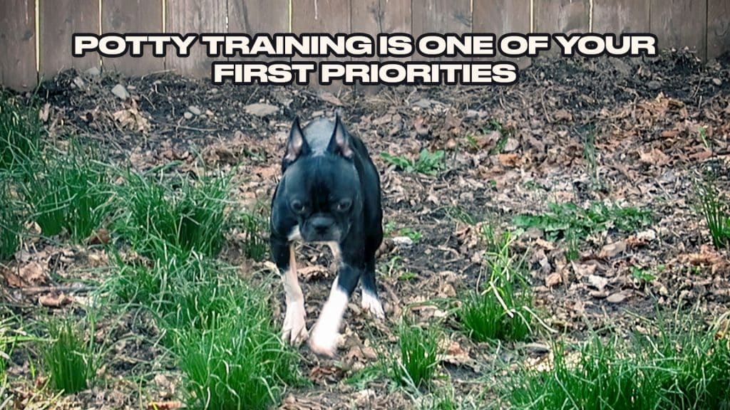A dog outside working on potty training