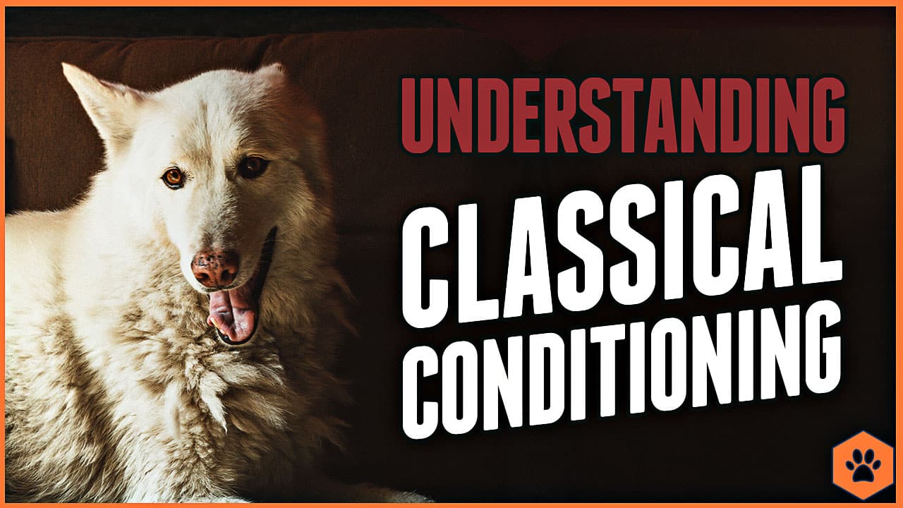 How to use classical conditioning in dog training