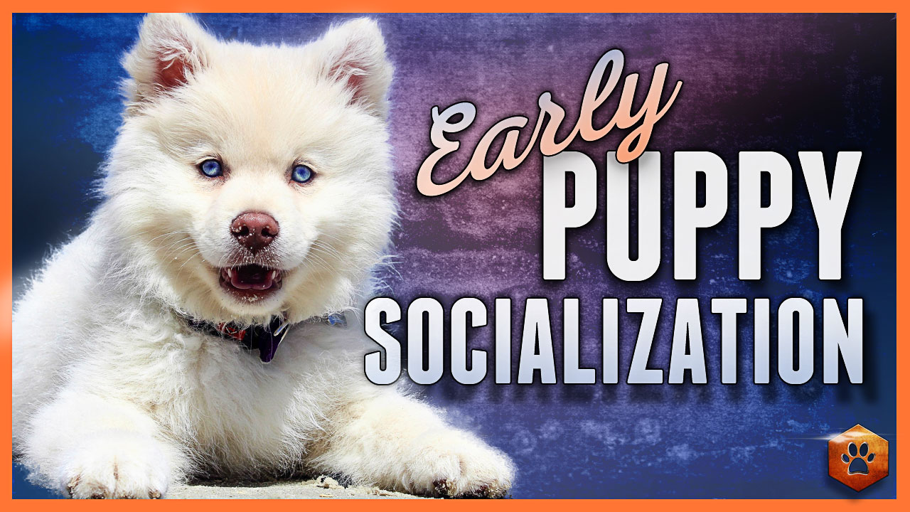 How to socialize your puppy – Tips for early puppy socialization