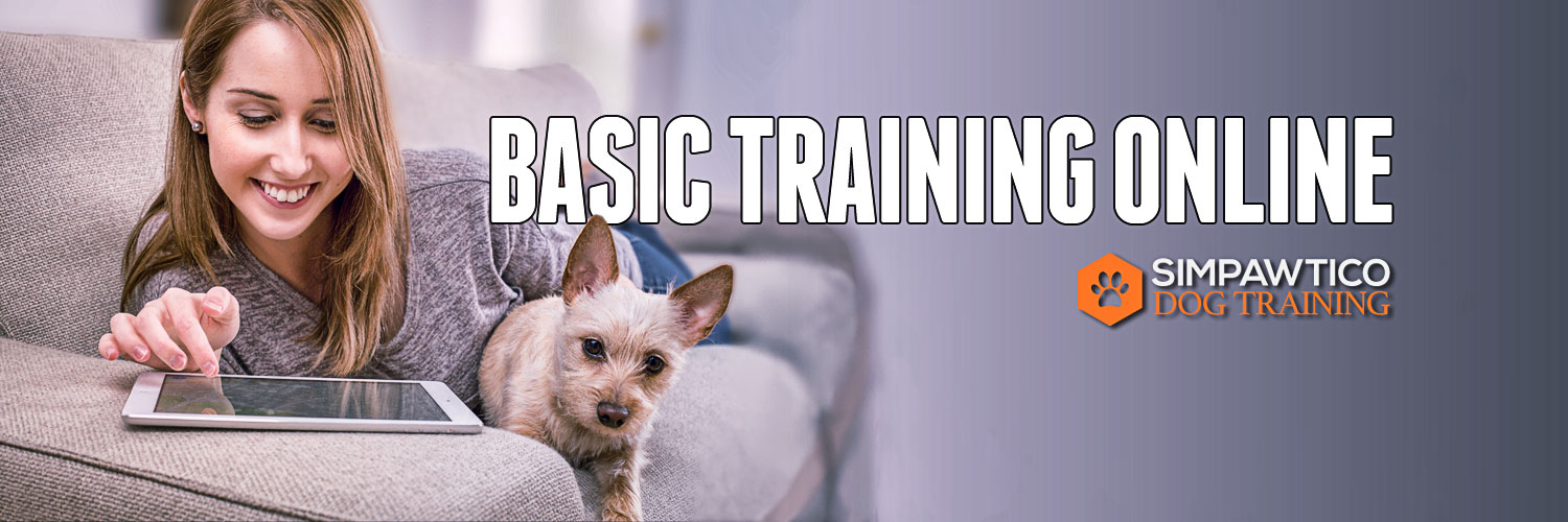 dog training video course