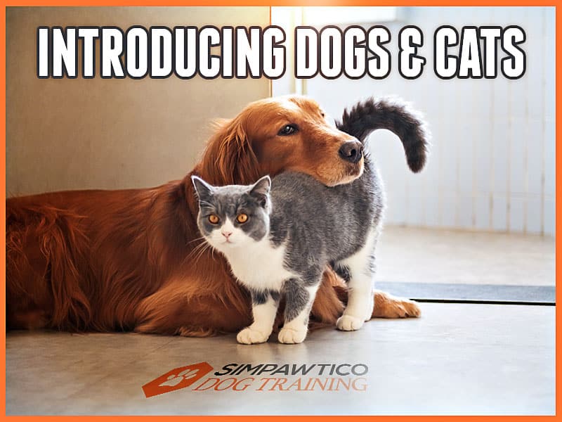 How to Introduce Your New Dog To Your Cat  (or Vice Versa)