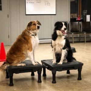 Two english shepherds station training on platforms