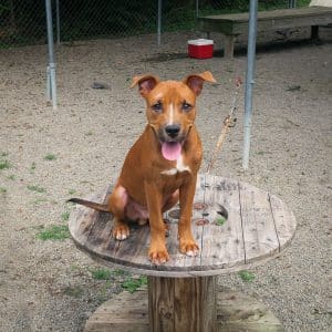 Shelter pup stationing on a wooden platform