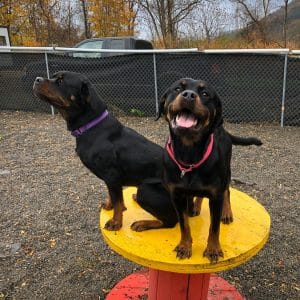 Two rottweilers station training on a wooden platform