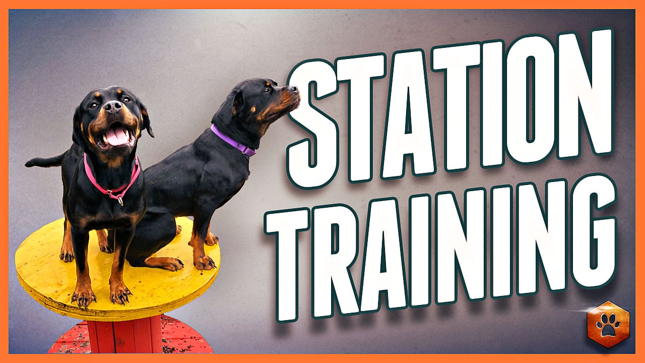 How to Use Station Training to Develop Useful Behaviors with Your Dog