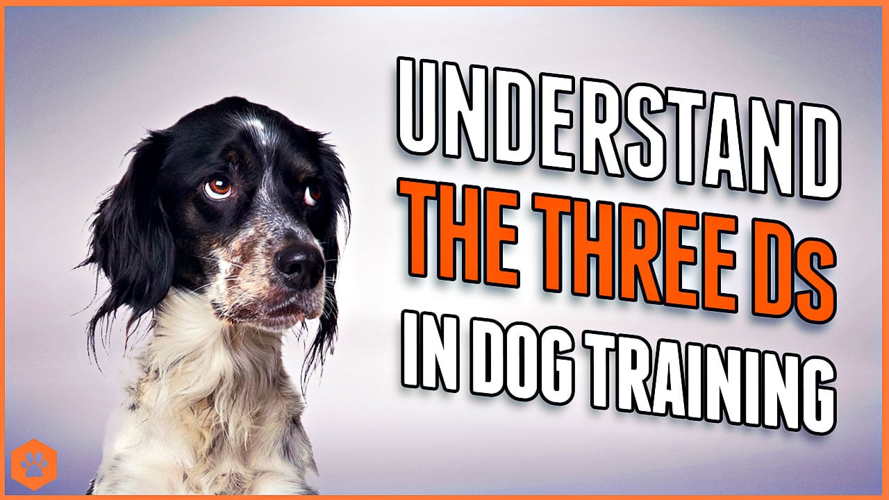 The Three D’s of Dog Training: How to Balance Duration, Distance, and Distraction