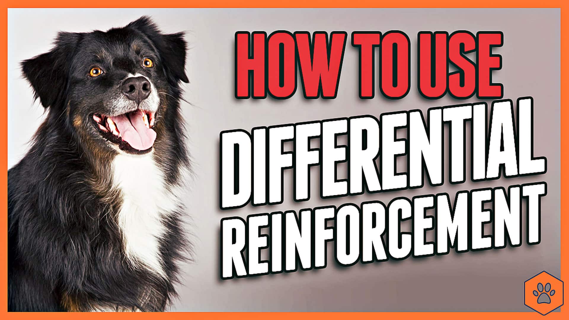 Stop Ignoring: How to Use Differential Reinforcement in Dog Training