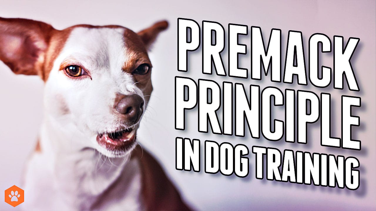 How to effectively use the Premack Principle in your dog training