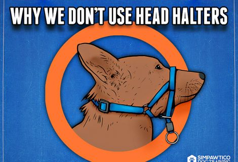 Don’t Use a Head Halter Unless You Have To: What You Need To Know