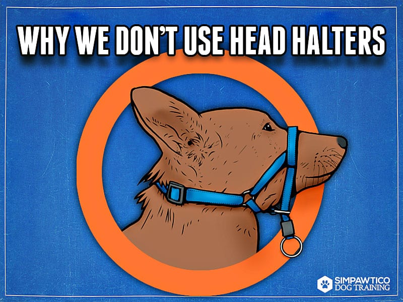 Don’t Use a Head Halter Unless You Have To: What You Need To Know