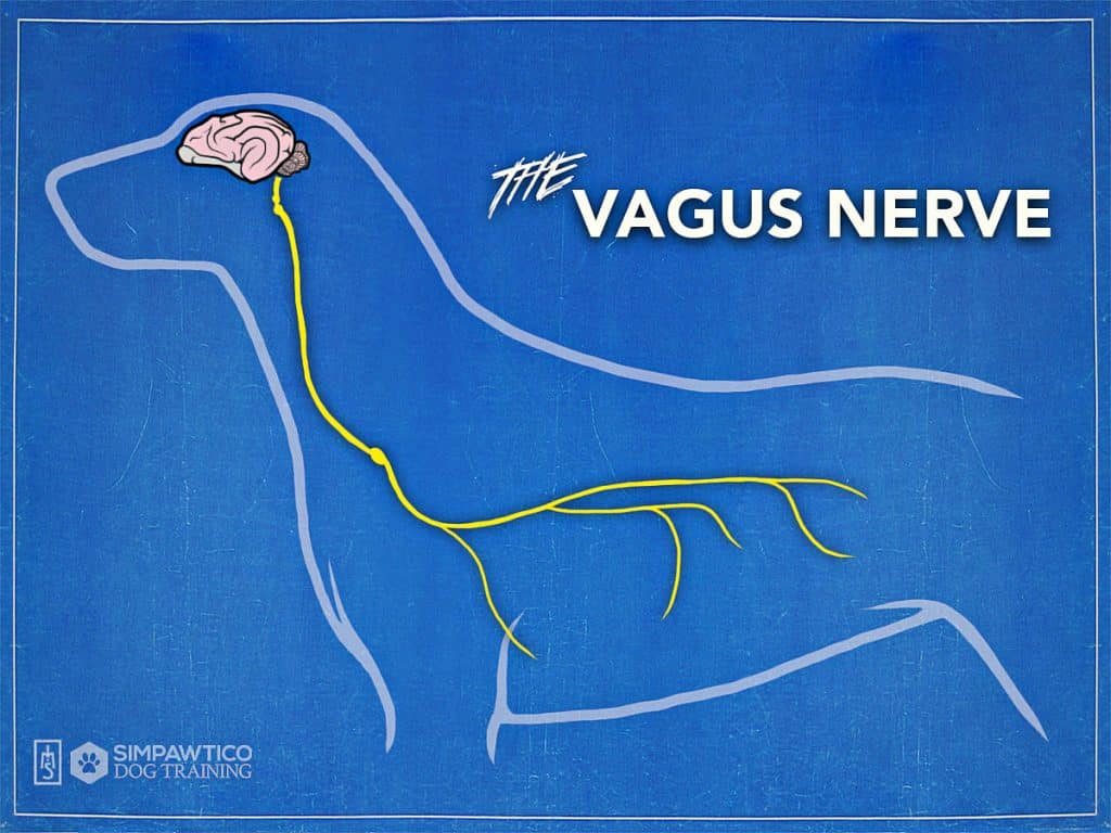 Illustration of the vagus nerve in a dog