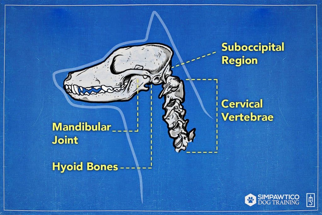 Illustration of the bones in a dog's skull and neck