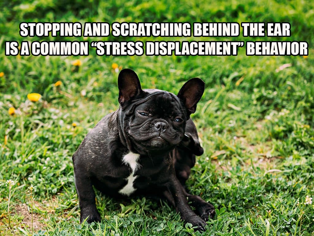 Photo a french bulldog displaying a stress displacement scratch