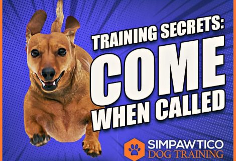 Secrets of Dog Training: Come When Called