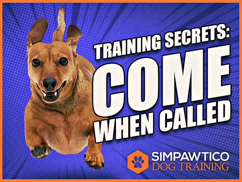 Secrets of Dog Training: Come When Called