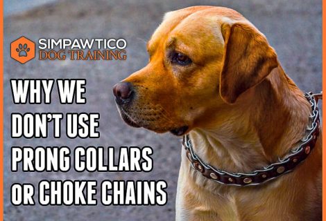 Building Better Behavior Without Prong Collars or Choke Chains