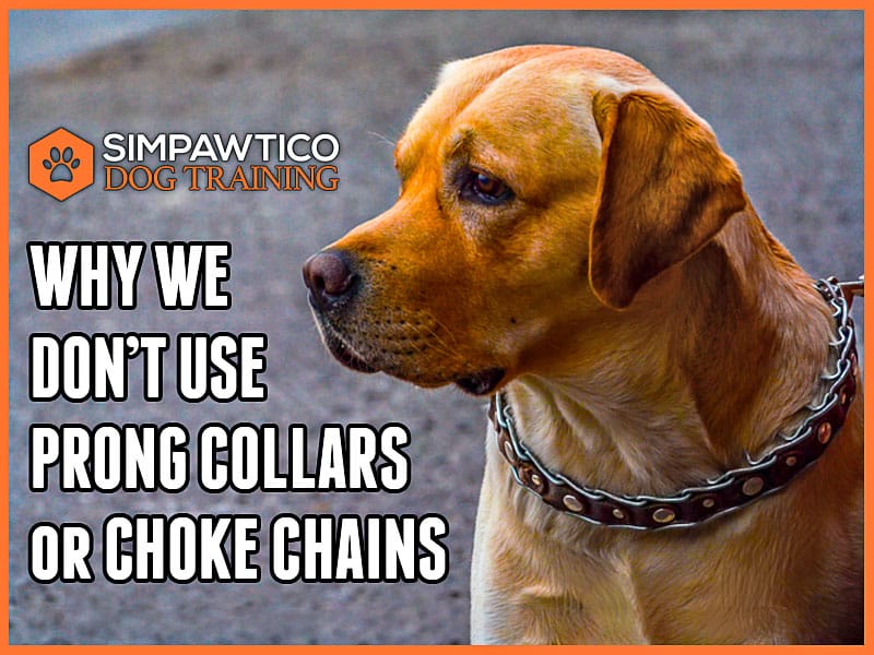 Building Better Behavior Without Prong Collars or Choke Chains