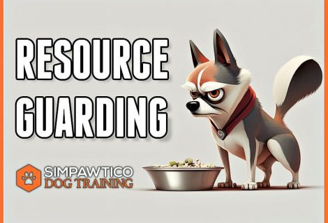 Understanding Resource Guarding in Dogs: A Guide for Pet Owners
