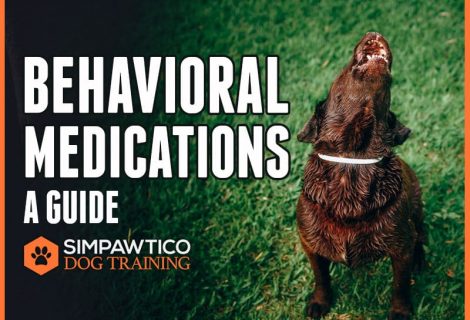 Behavior Medications for Dogs: A Guide