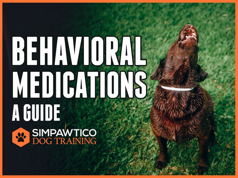 Behavior Medications for Dogs: A Guide