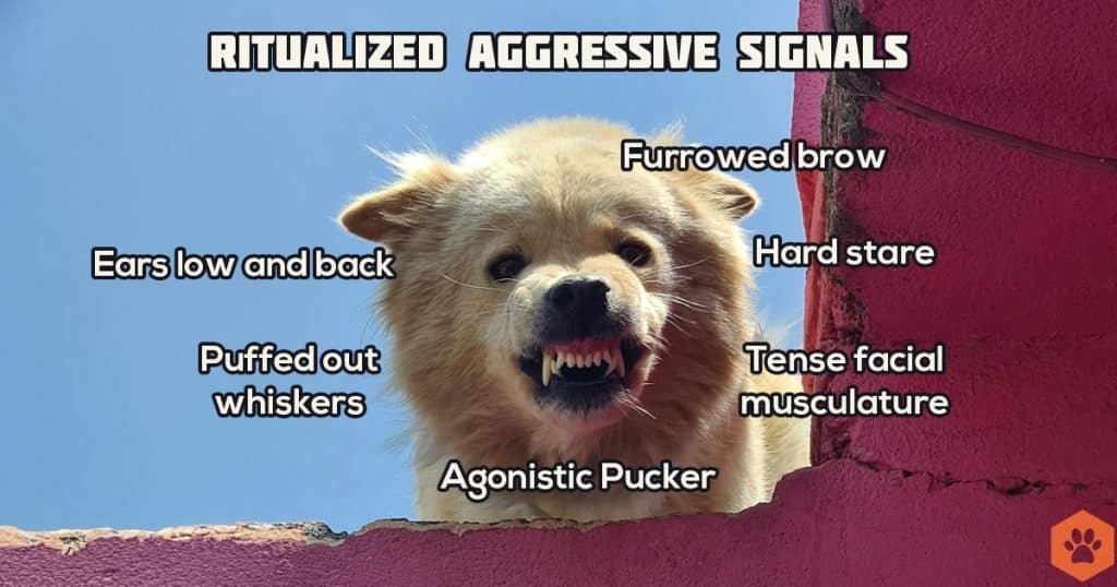 picture of a dog showing several signals of ritualized aggression