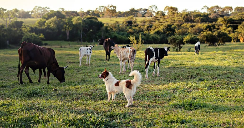 a picture of a herding dog in a field with cattle
